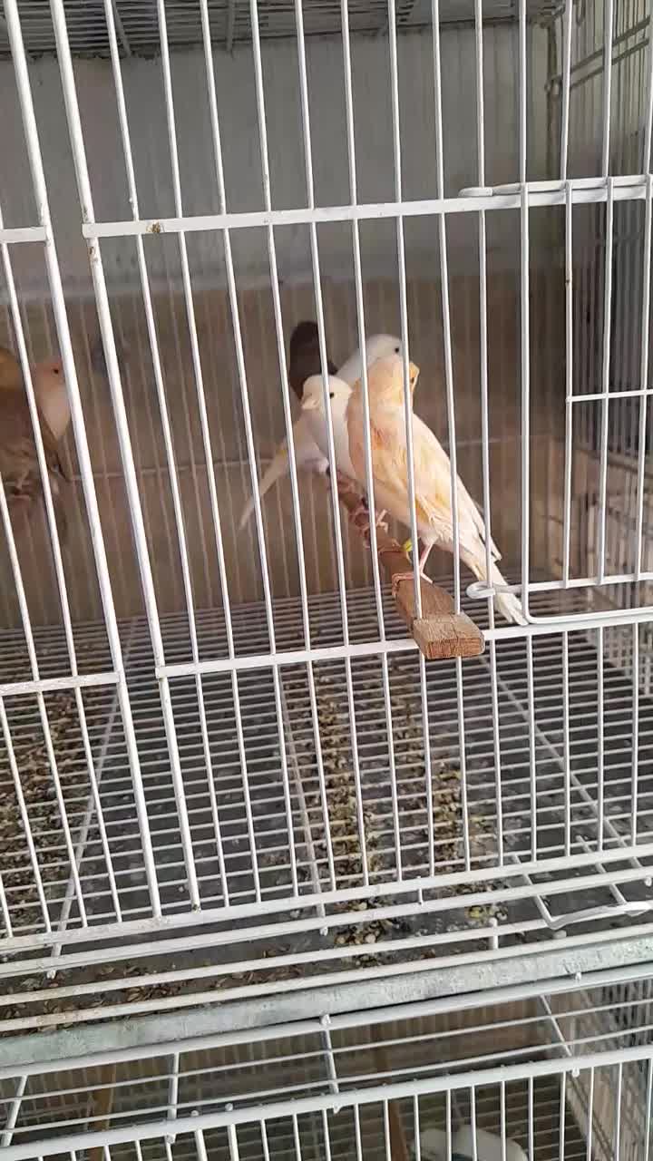 قناری ماده آماده|پرنده|بم, |دیوار