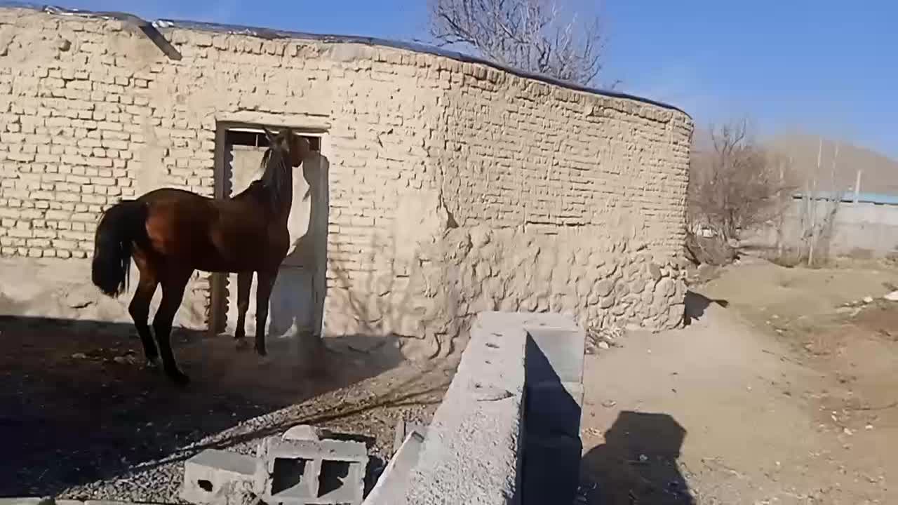 نریان دره شور|اسب و تجهیزات اسبسواری|خمین, |دیوار