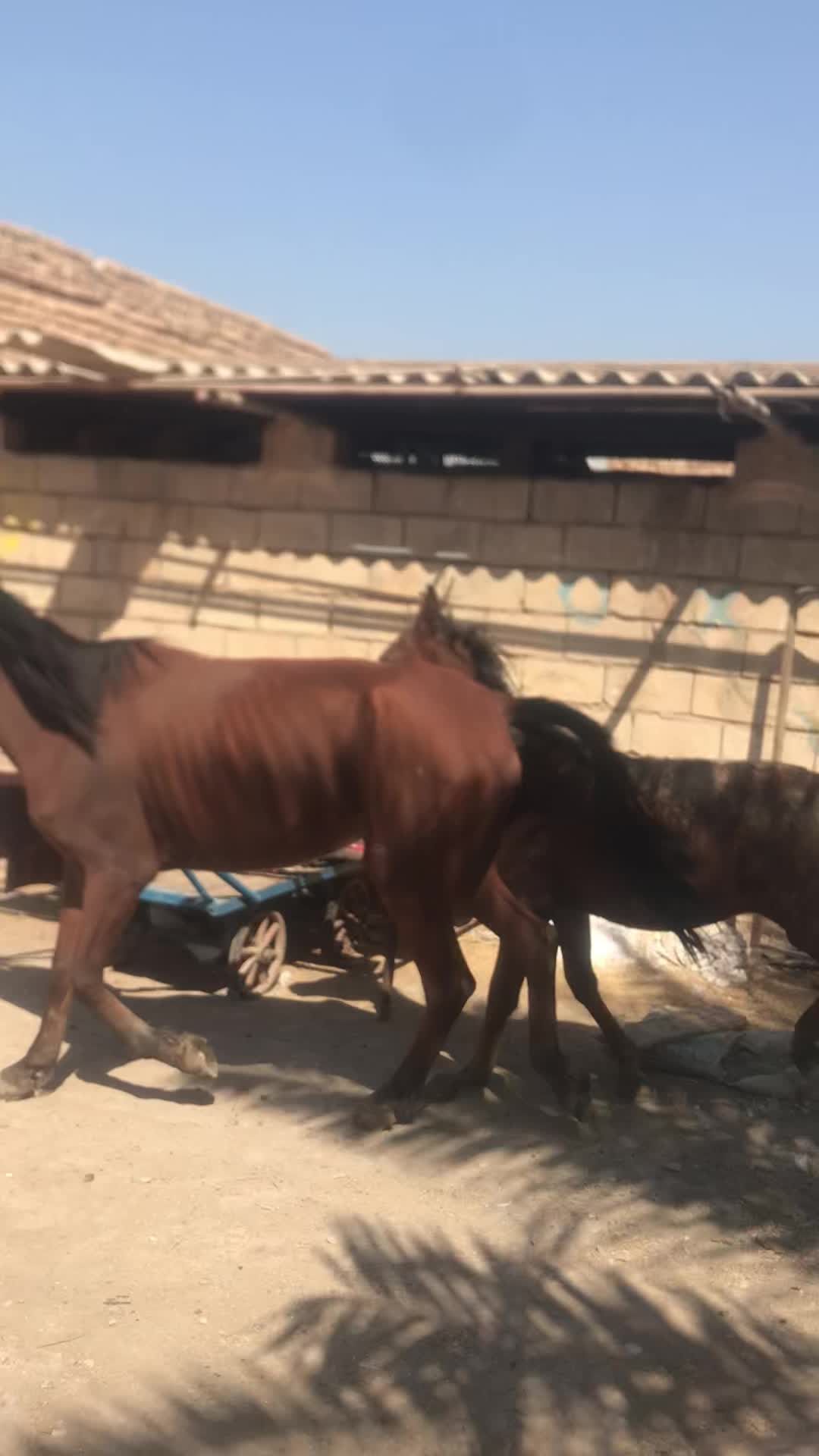 اسب مادیان عربی|اسب و تجهیزات اسبسواری|اهواز, دغاغله|دیوار