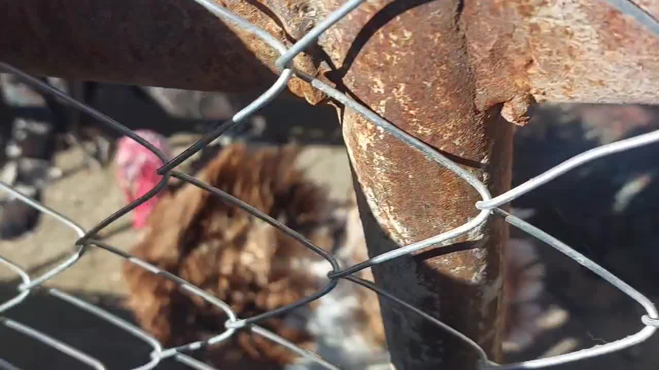 بوقلمو|حیوانات مزرعه|همدان, |دیوار