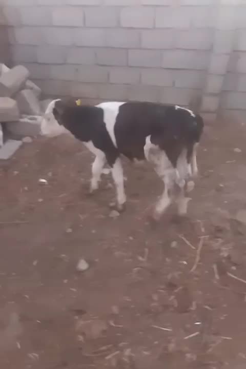 گوساله‌نر‌اصیل‌شیرخاروخوراکخور|حیوانات مزرعه|بسطام, |دیوار