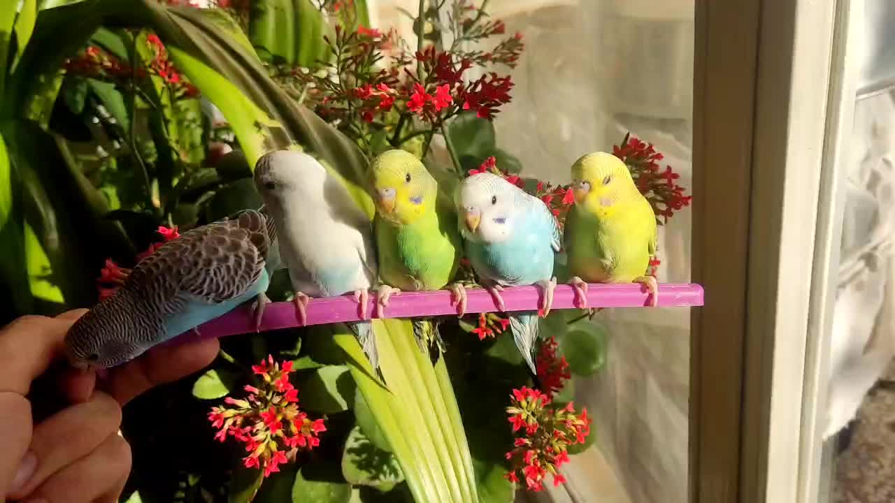 مرغ عشق|پرنده|مبارکه, |دیوار