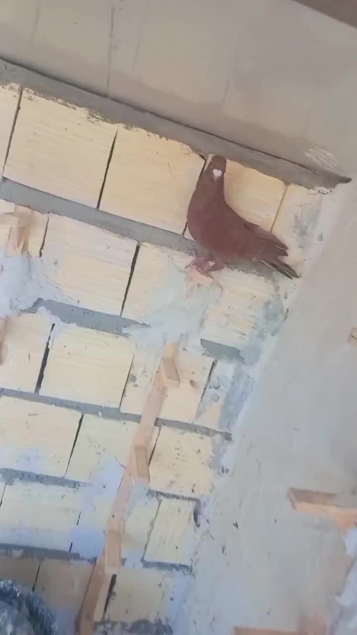 سرخ نر|پرنده|زاهدان, |دیوار