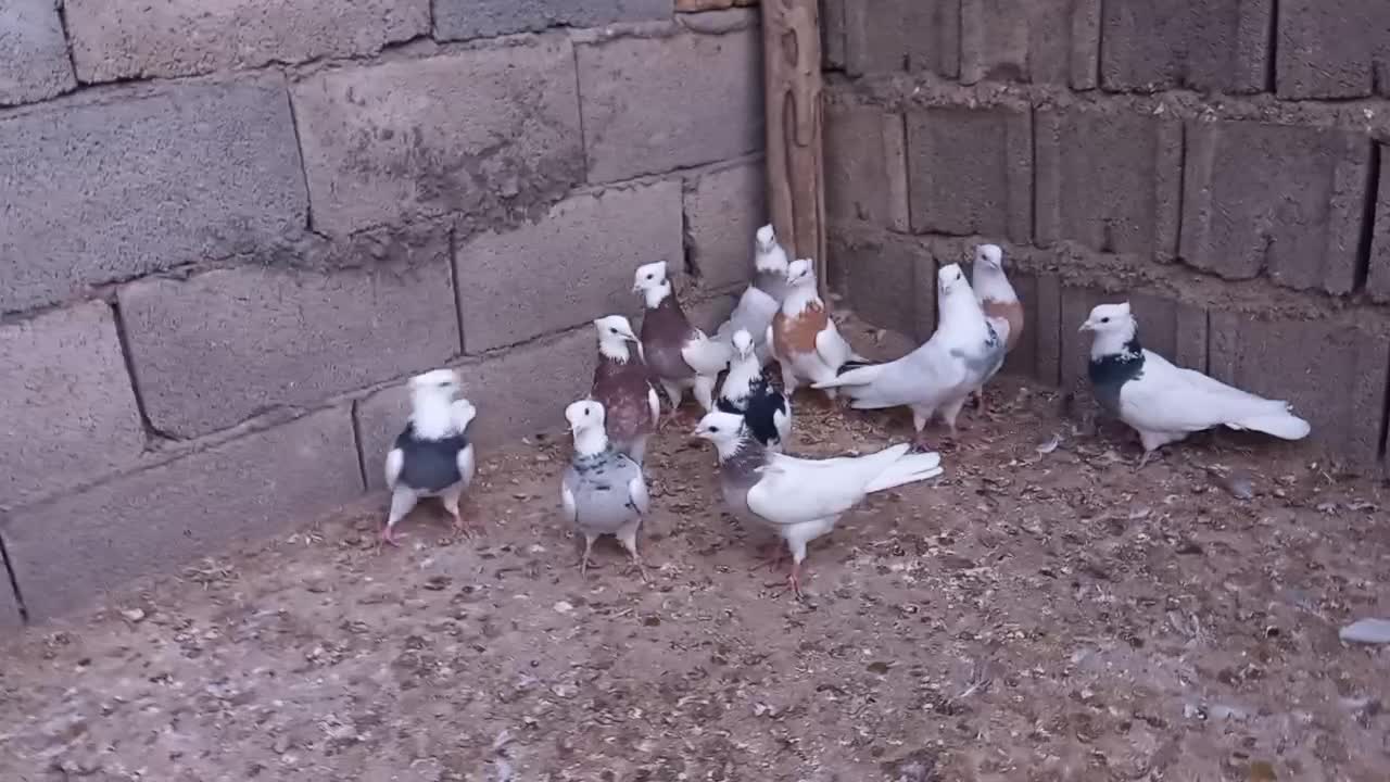 کبوتر طوقی تیپ|پرنده|کرمانشاه, |دیوار