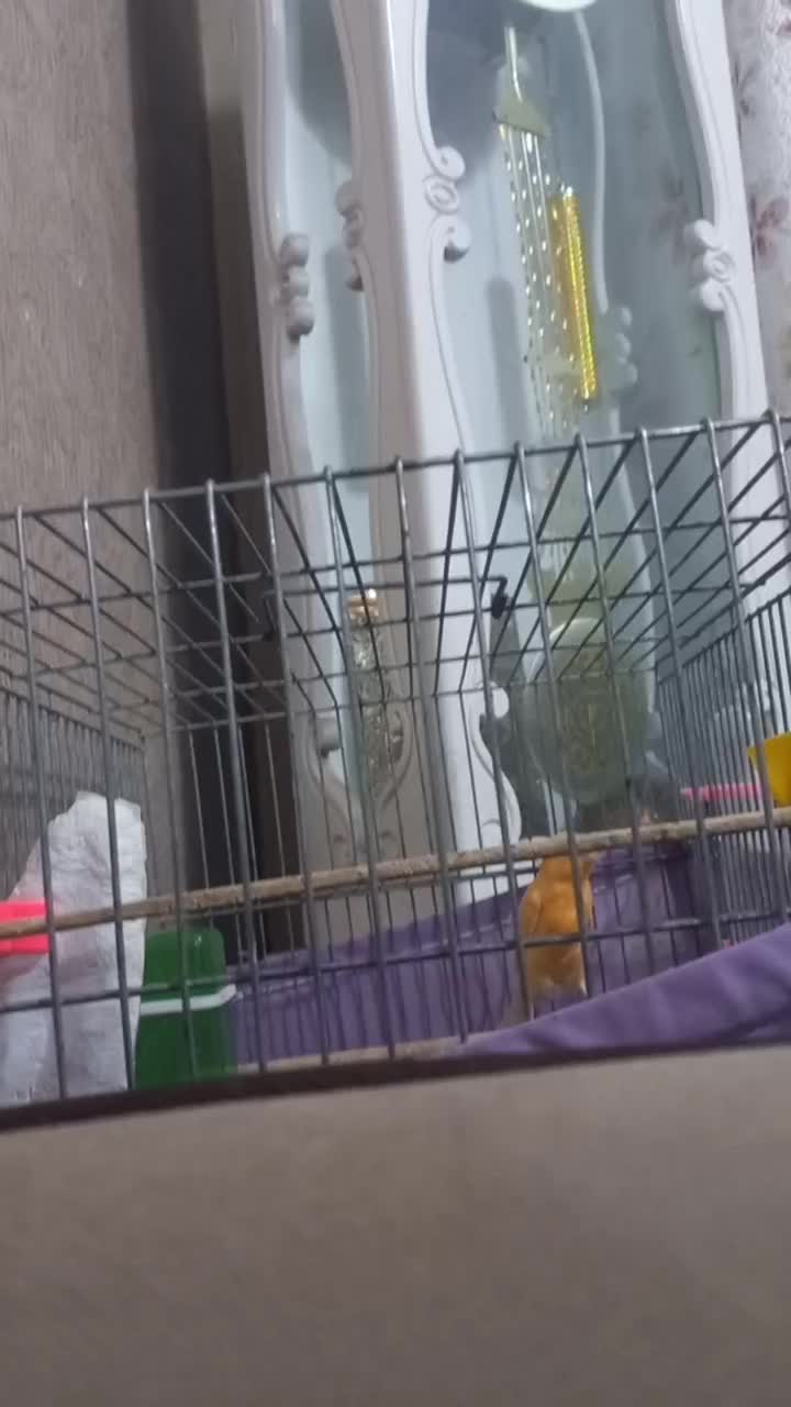 قناری نر|پرنده|بندرعباس, |دیوار