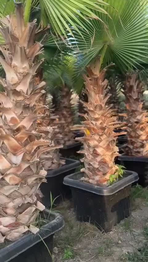 نخل پالم|گل و گیاه طبیعی|اهواز, سلطانمنش|دیوار