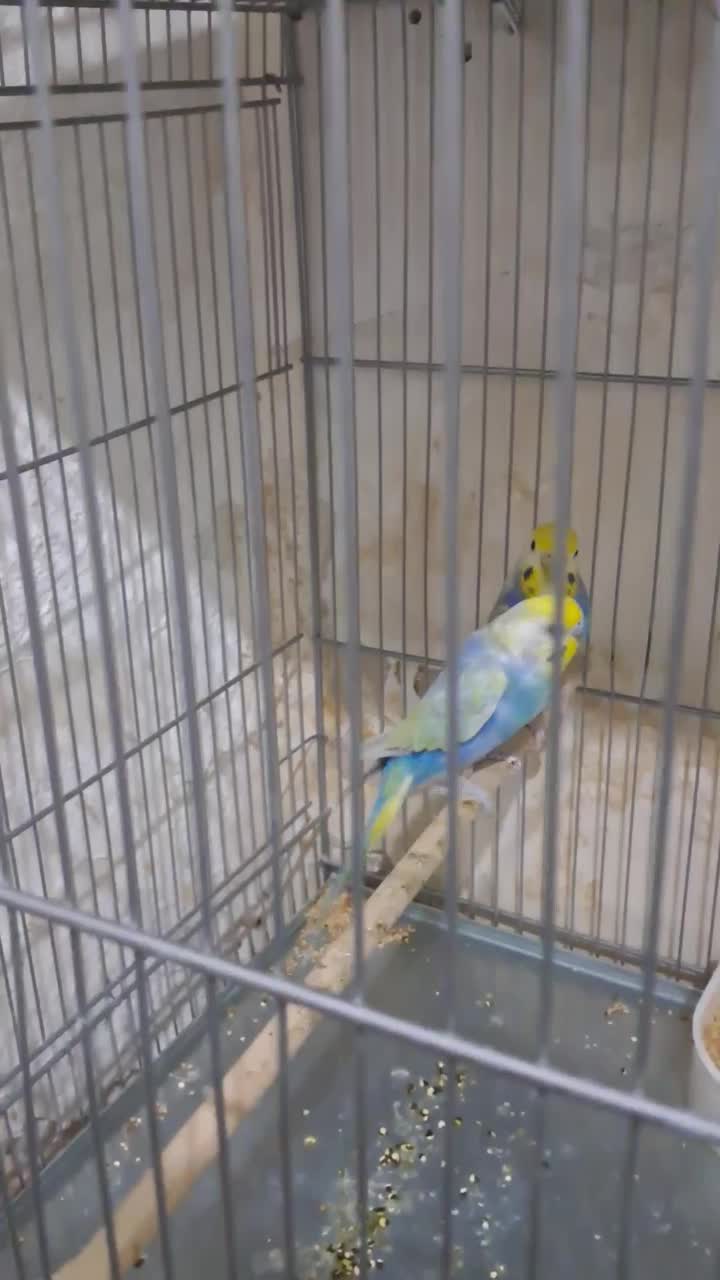 مرغ عشق خاص رینبو خاص رنگین کمانی|پرنده|تهران, سجاد|دیوار