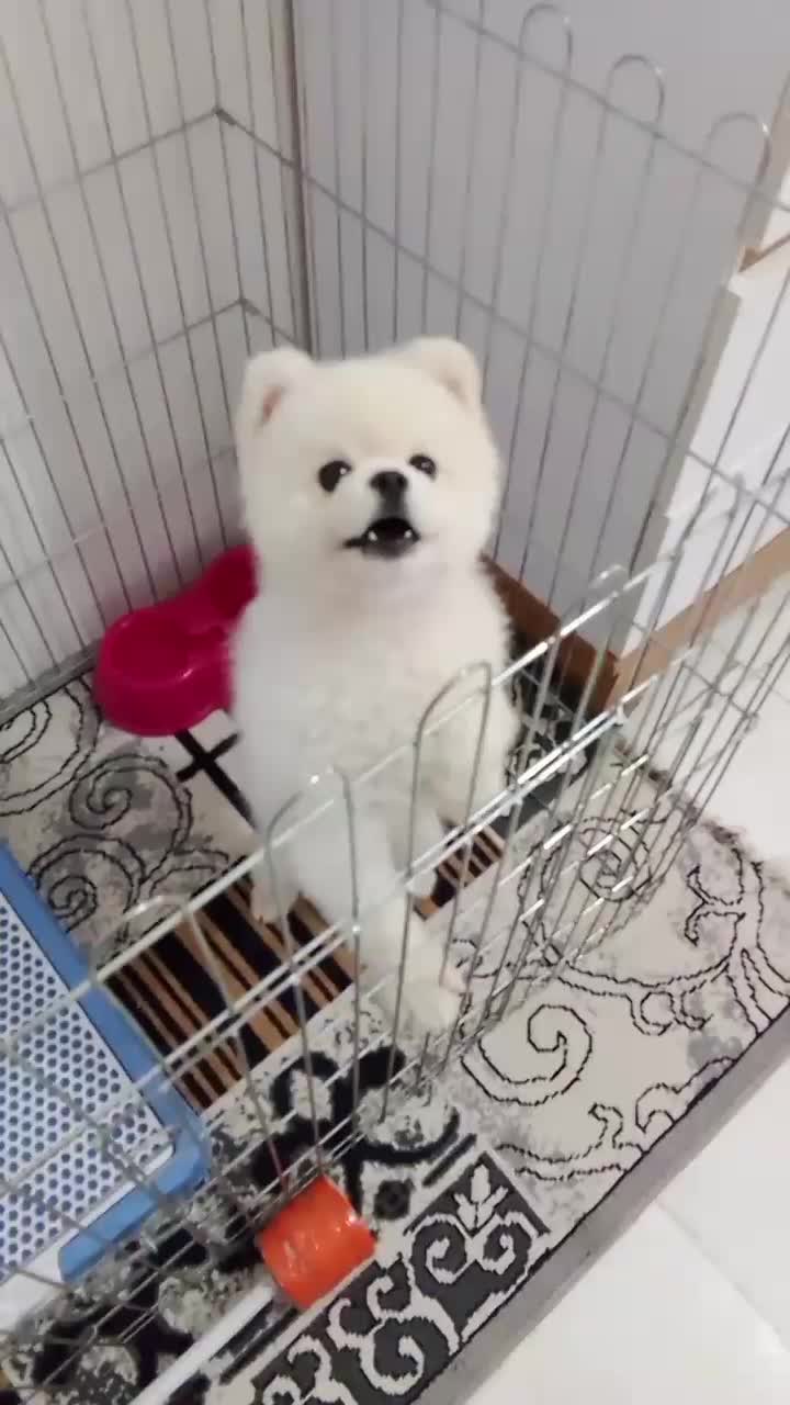 پامرانین نر وارداتی  جفتگیری|سگ|گلوگاه, |دیوار