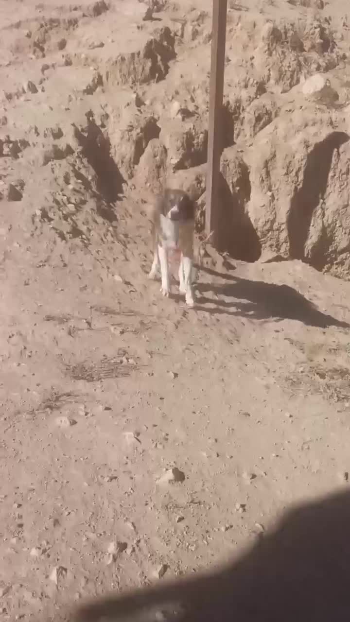 واگزاری یک عد توله نه ماه درشت|سگ|فرمهین, |دیوار