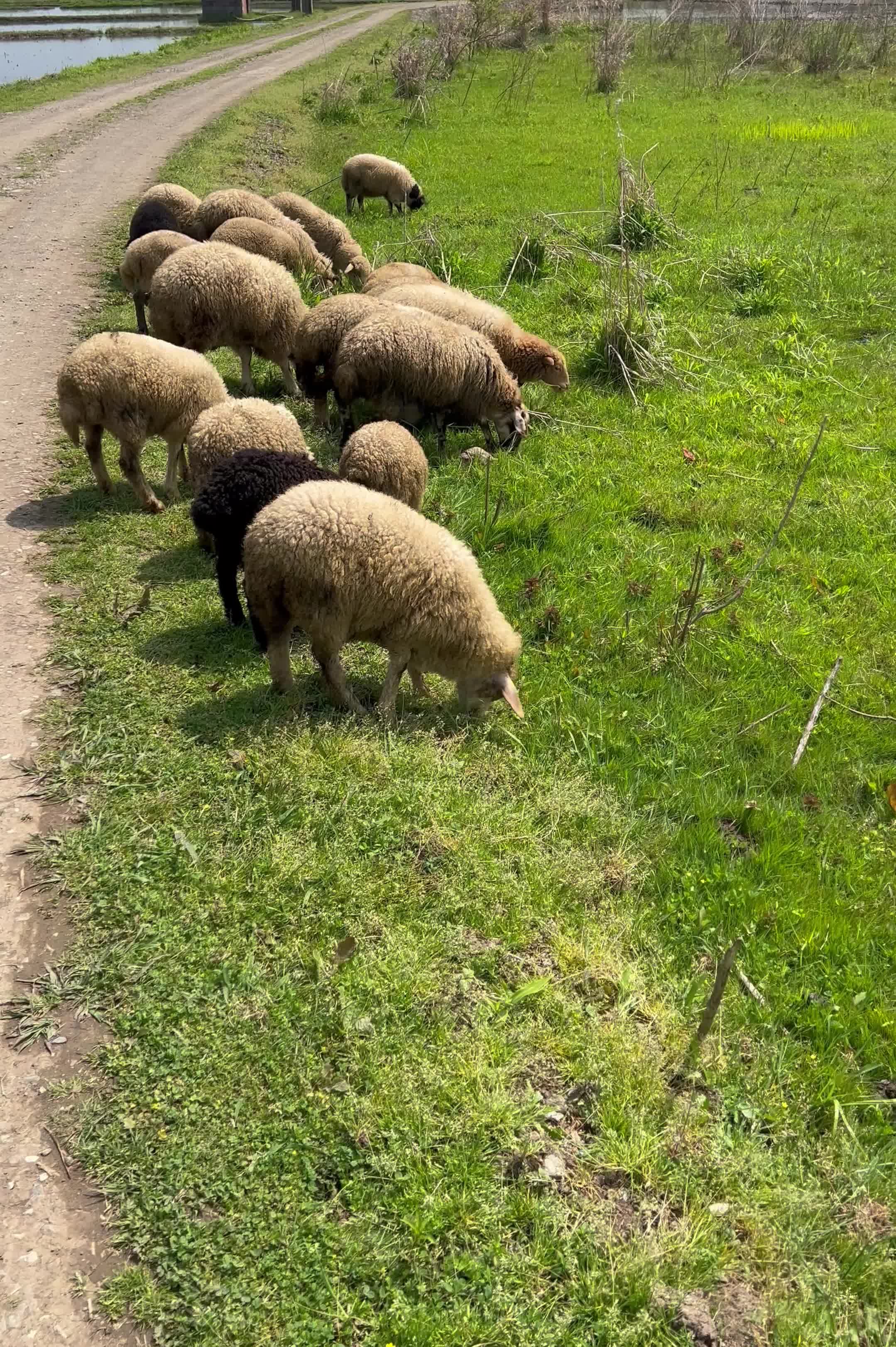 بره|حیوانات مزرعه|پره‌سر, |دیوار