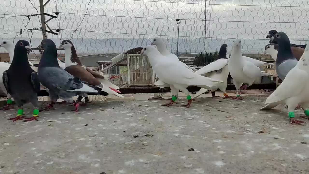 کفتربوم|پرنده|سیدآباد, |دیوار