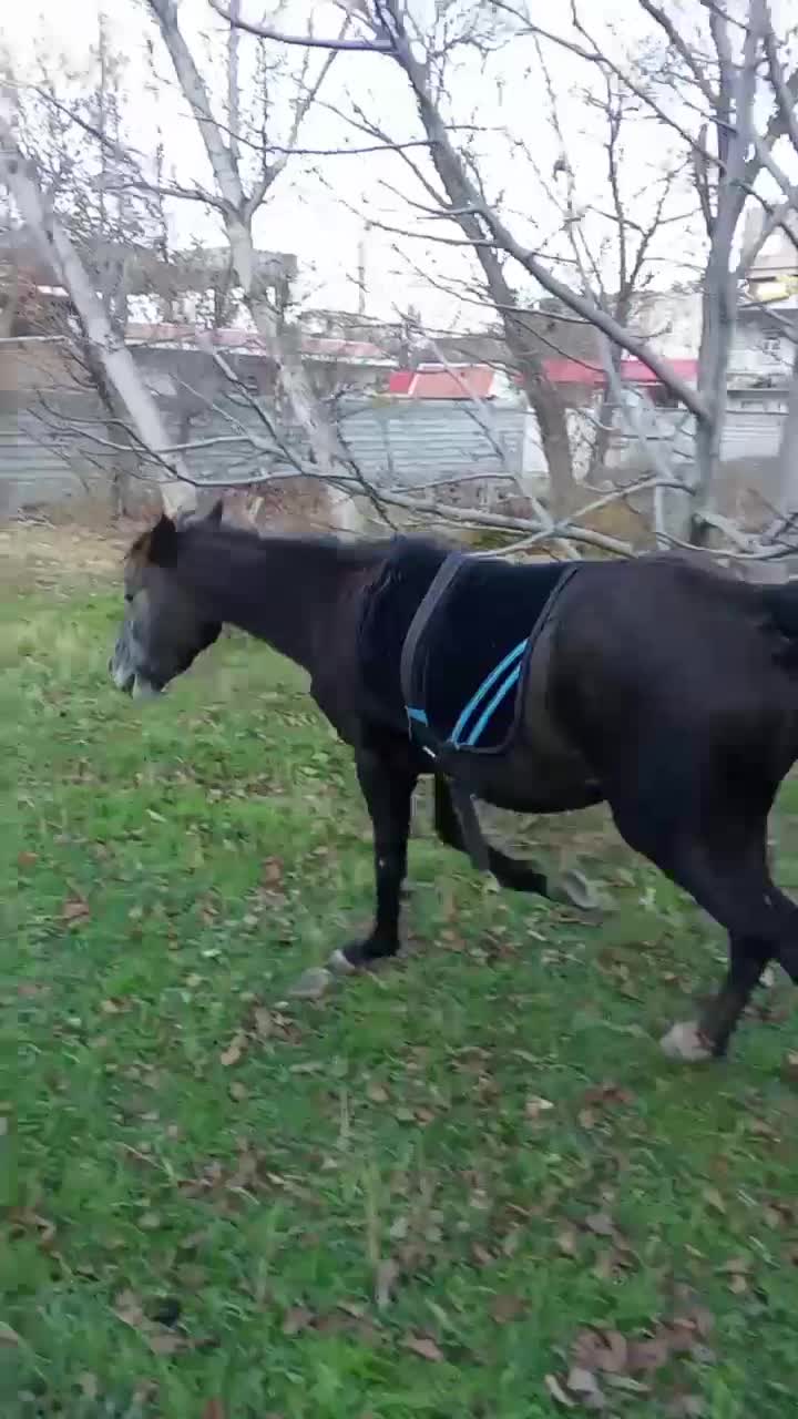 اسب مادیان|اسب و تجهیزات اسب‌سواری|مشگین شهر, |دیوار