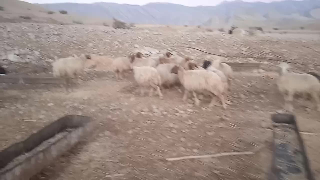 دوازده عدد گوسفند|حیوانات مزرعه|آبدانان, |دیوار