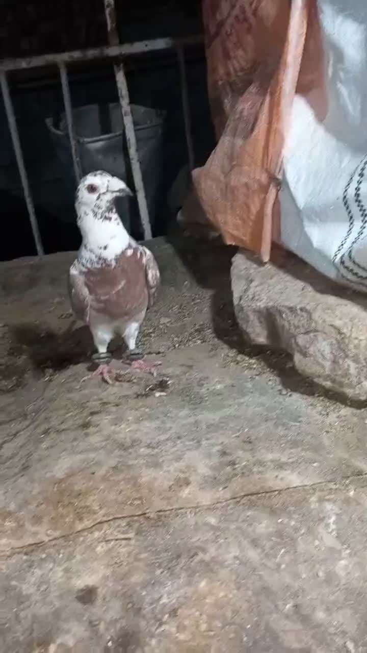 کبوتر|پرنده|مشکان, |دیوار