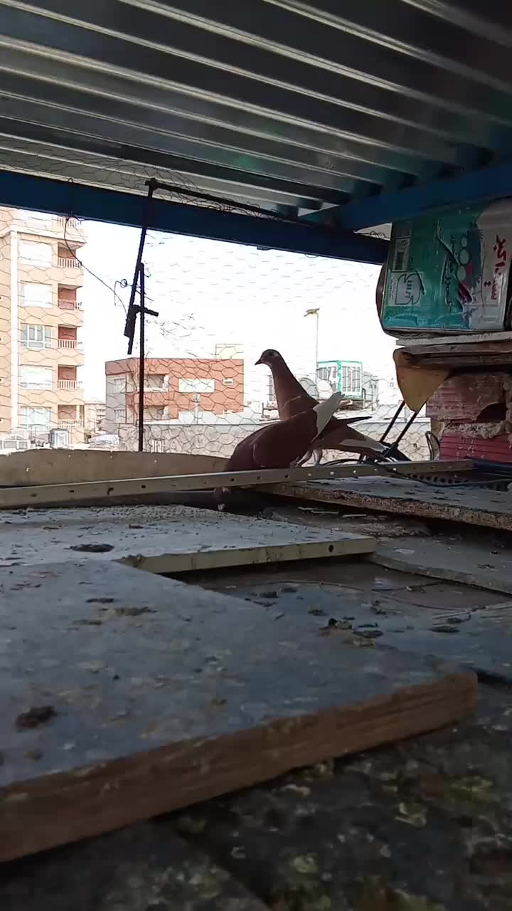 کبوتر فروشی|پرنده|کرمان, |دیوار