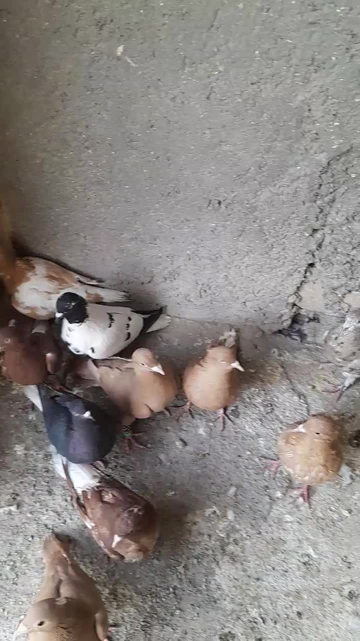 کبوتر تربت حیدریه|پرنده|تربت‌حیدریه, منظر|دیوار