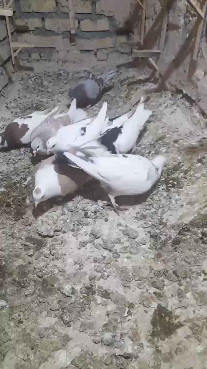 کفتر پرشی|پرنده|زبرخان, |دیوار