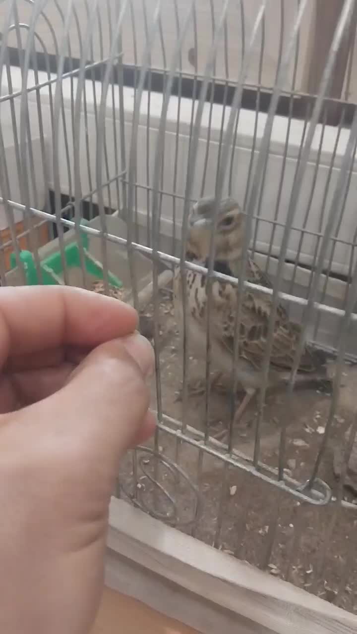 سهره قناری|پرنده|قدس, شهرقدس|دیوار