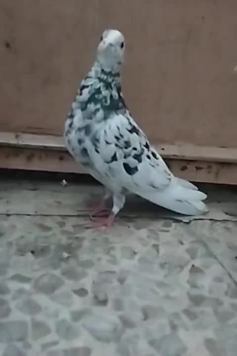 نر سرور نر وماده پرشی دهن جور|پرنده|قم, نوبهار|دیوار