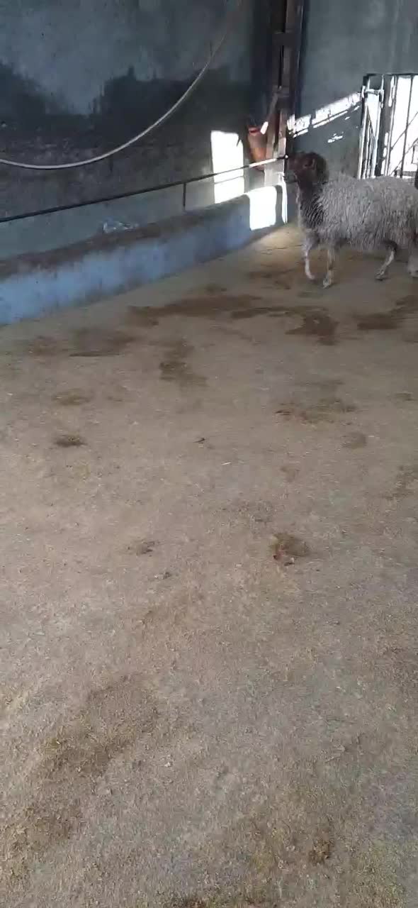 یه بره ماده فروشی درجه یک|حیوانات مزرعه|سیوان, |دیوار