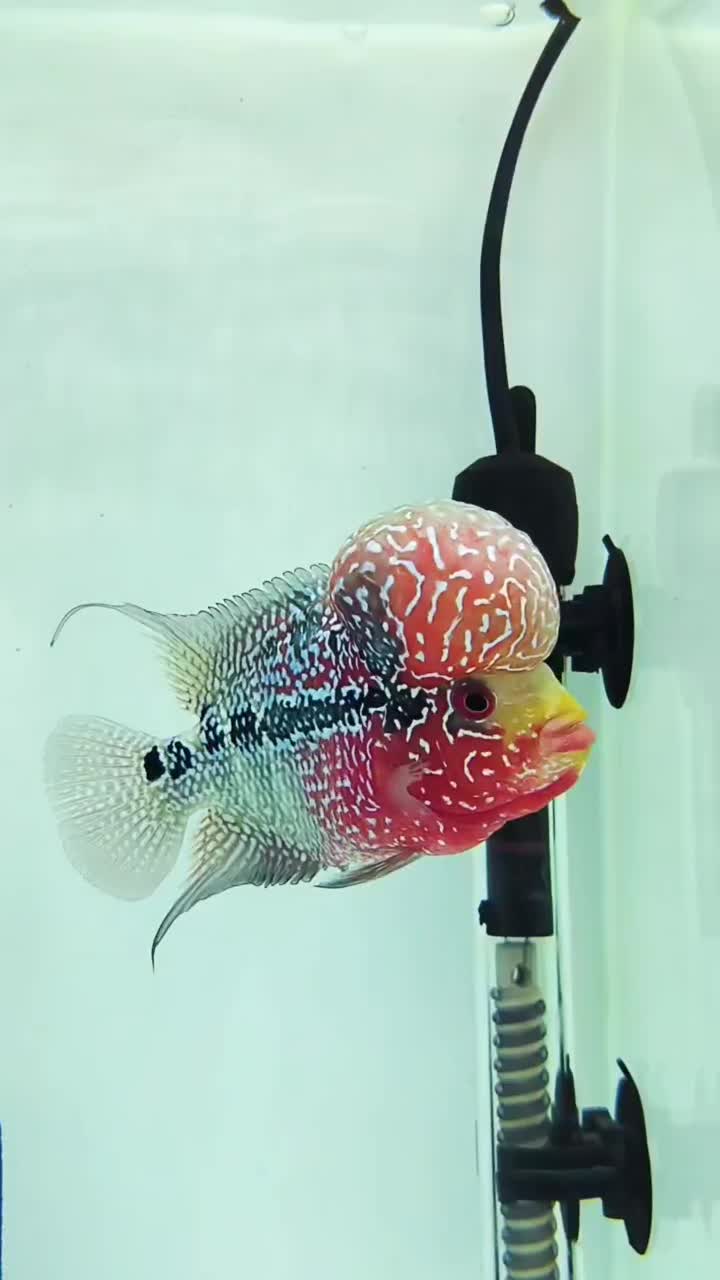 انواع ماهی فلاور ( مانستر هد ، کامفا )|ماهی|کرمانشاه, |دیوار