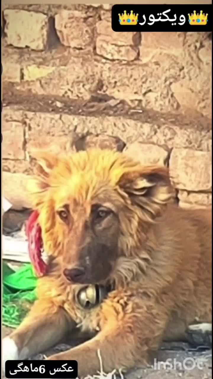 واگذاری یک قلاده سگ|سگ|آران و بیدگل, |دیوار