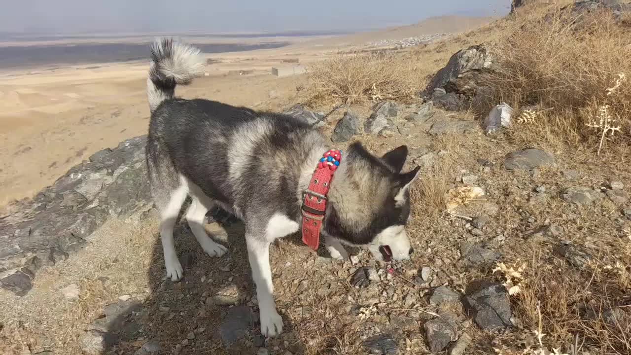 سگ هاسکی|سگ|بهار, |دیوار