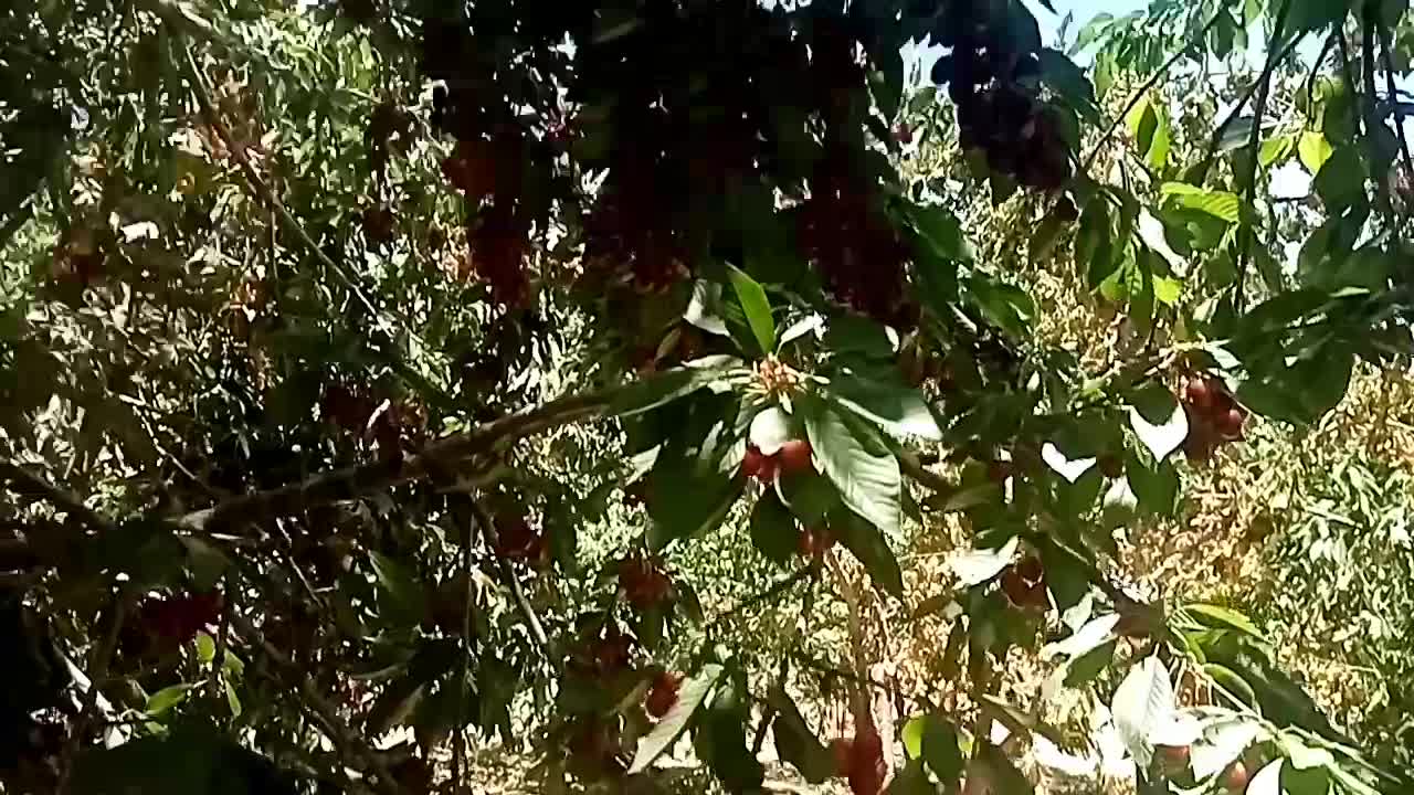 کارهای باغی پذیرفته می‌شود|خدمات باغبانی و درختکاری|نجف‌آباد, یزدانشهر|دیوار
