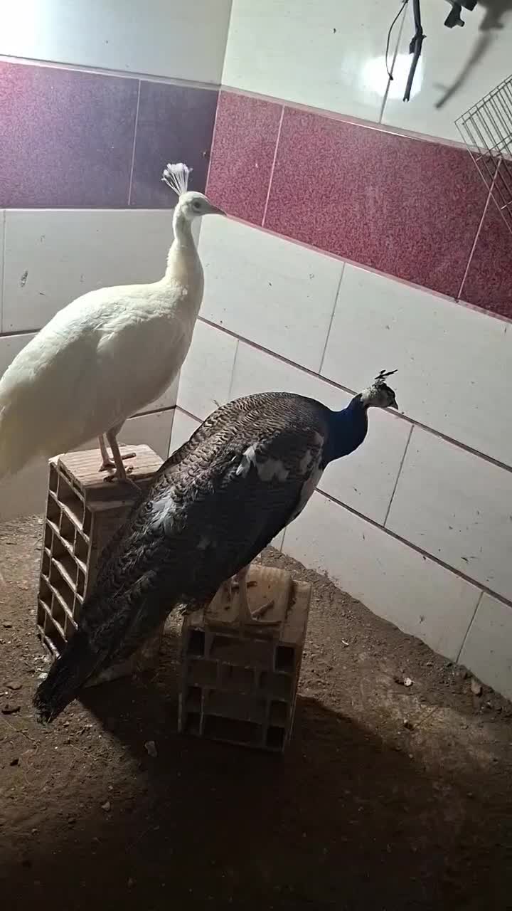 طاووس|حیوانات مزرعه|قزوین, |دیوار