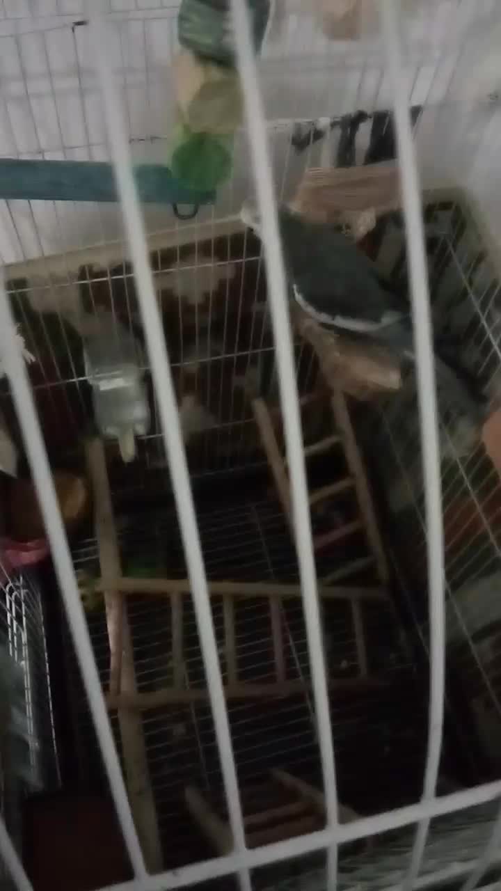 عروس هلندی یک جفت نر وماده|پرنده|تاکستان, |دیوار