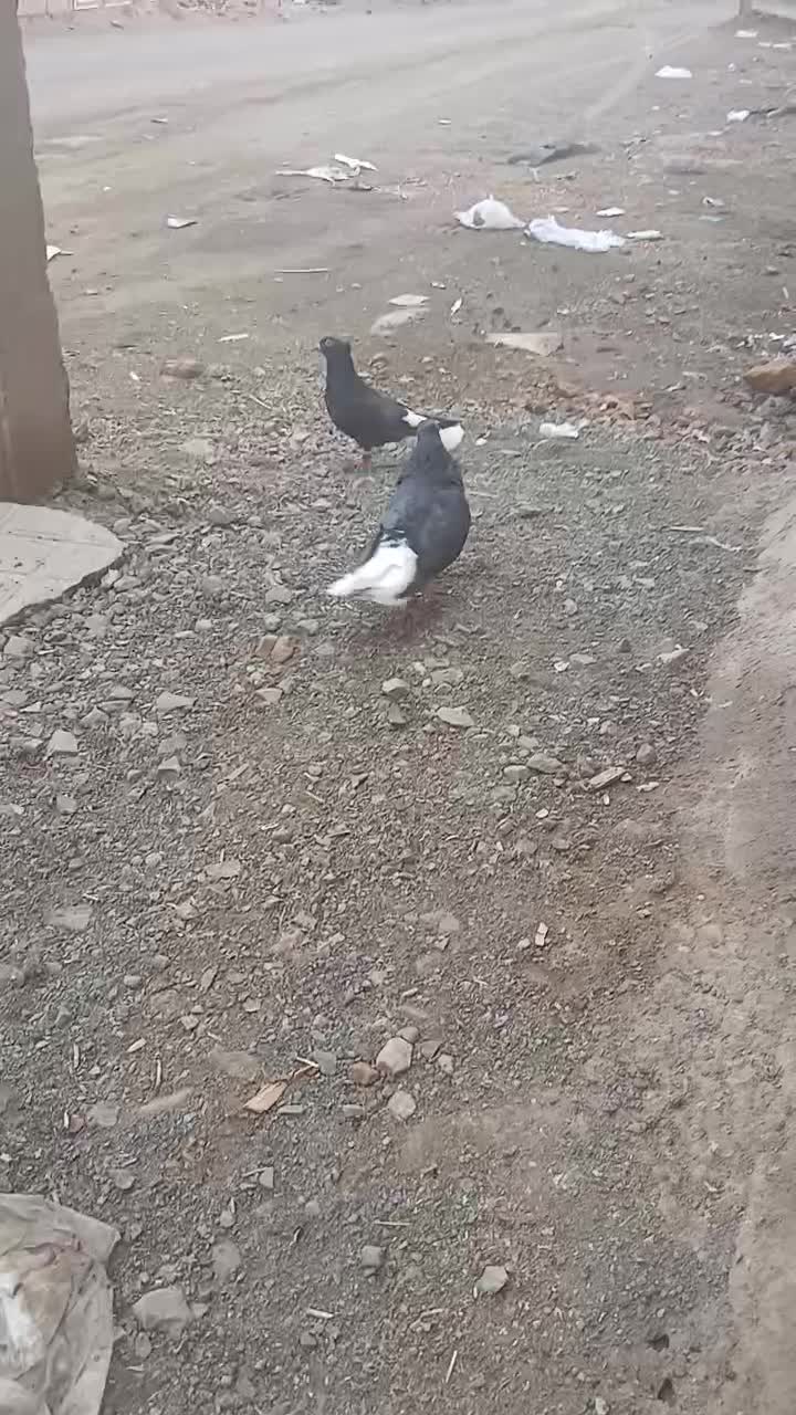 جفتگاه|پرنده|سبزوار, کهنه آب|دیوار