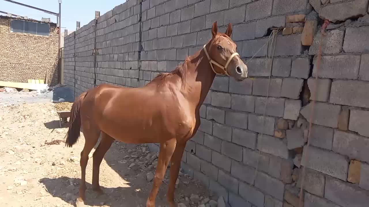 عرب ایرانی اصیل|اسب و تجهیزات اسب‌سواری|اراک, |دیوار