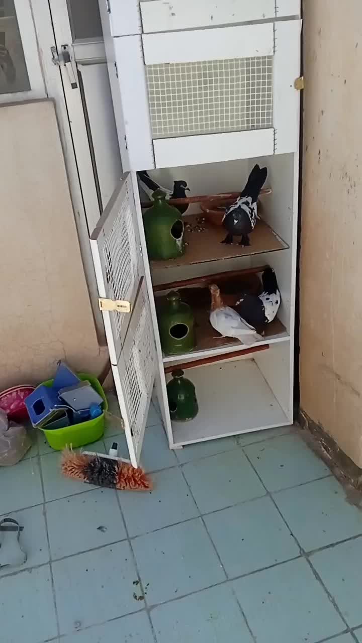 کفترسینه ای|پرنده|قم, یزدان‌شهر|دیوار