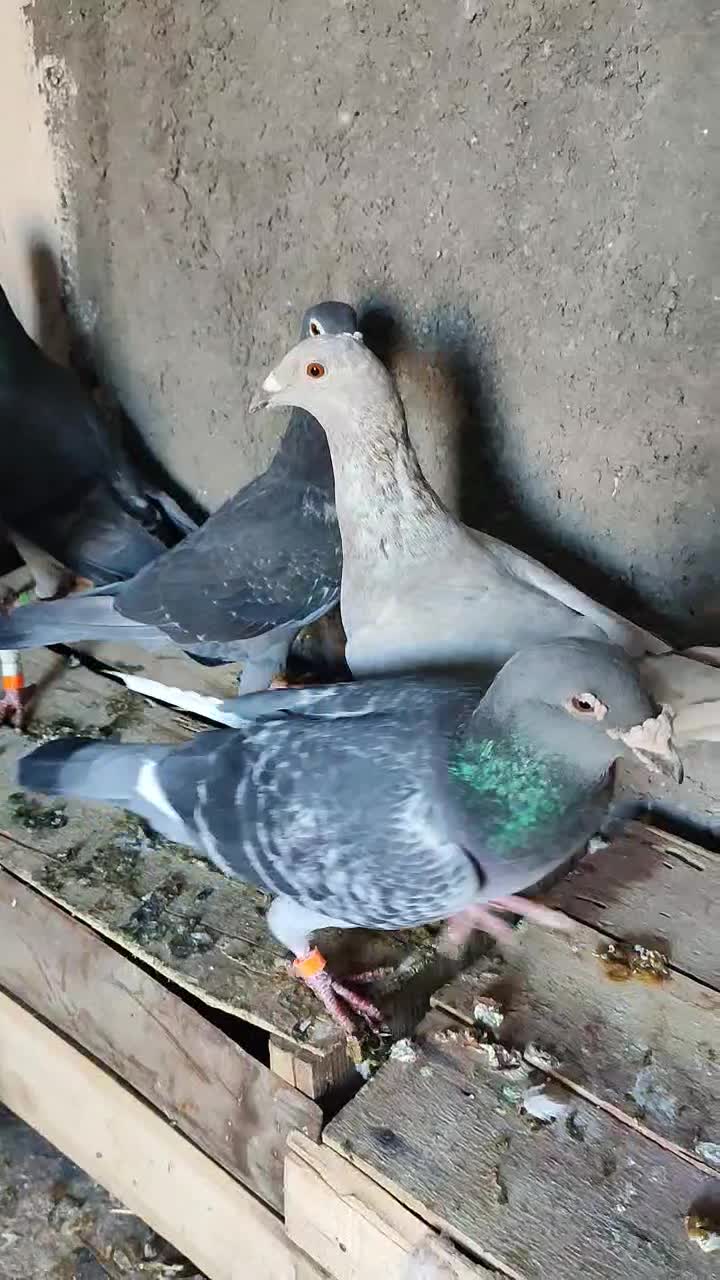 پلاکی اهوازی آلمانی|پرنده|مشهد, مهدی آباد|دیوار