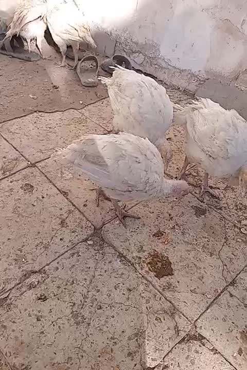 بوقلمون ۳ماهه|حیوانات مزرعه|بسطام, |دیوار