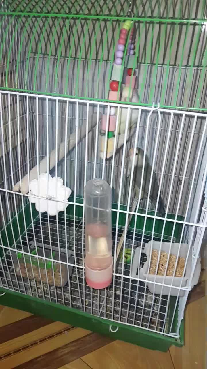 انواع عروس هلندی ، طوطی برزیلی ، قفس ، لانه ، دان|پرنده|دهگلان, |دیوار