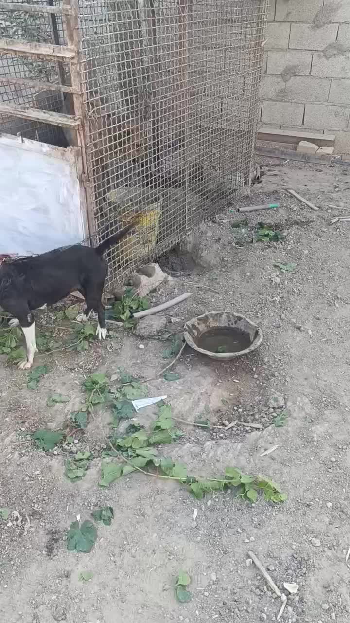 سگ پیتبول|سگ|اصفهان, باغ فردوس|دیوار