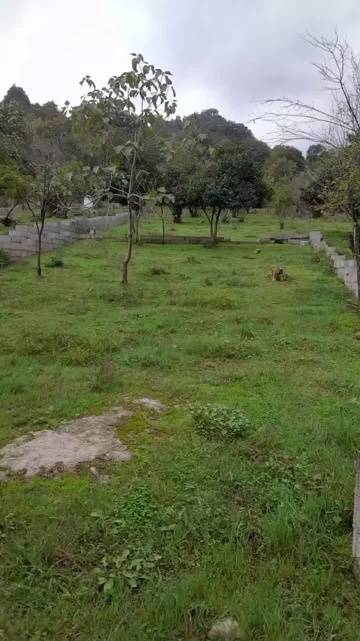 فروش زمین مسکونی پلاک صفرجنگل وپلاک 2جاده اصلی|فروش زمین و ملک کلنگی|ماکلوان, |دیوار