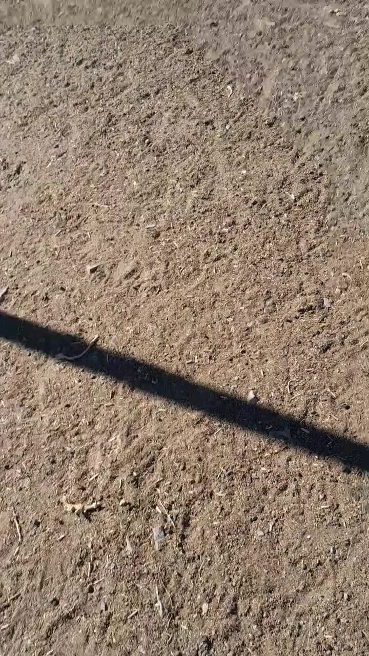 بزغاله پاکستانی نر۱۰ راس. بز میش بره|حیوانات مزرعه|رضویه, |دیوار