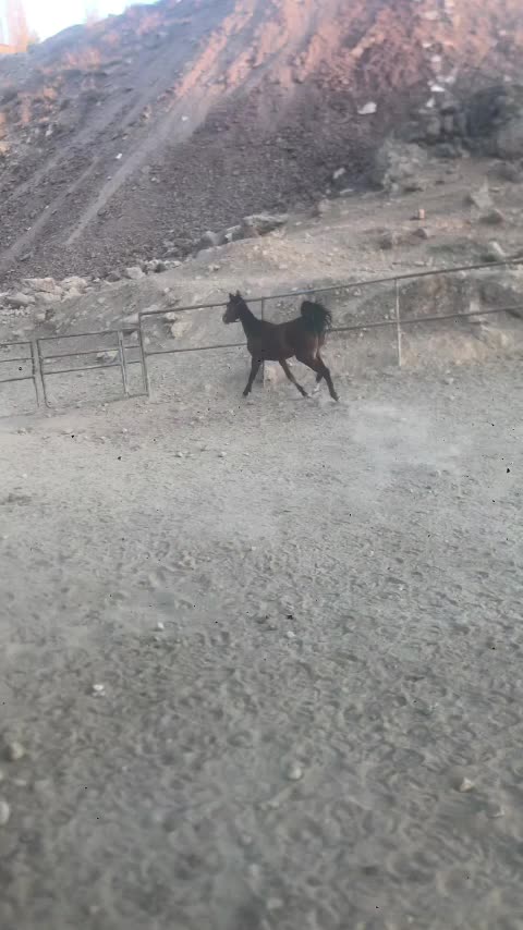 مادیان.دره شور|اسب و تجهیزات اسبسواری|کوهسار (البرز), |دیوار