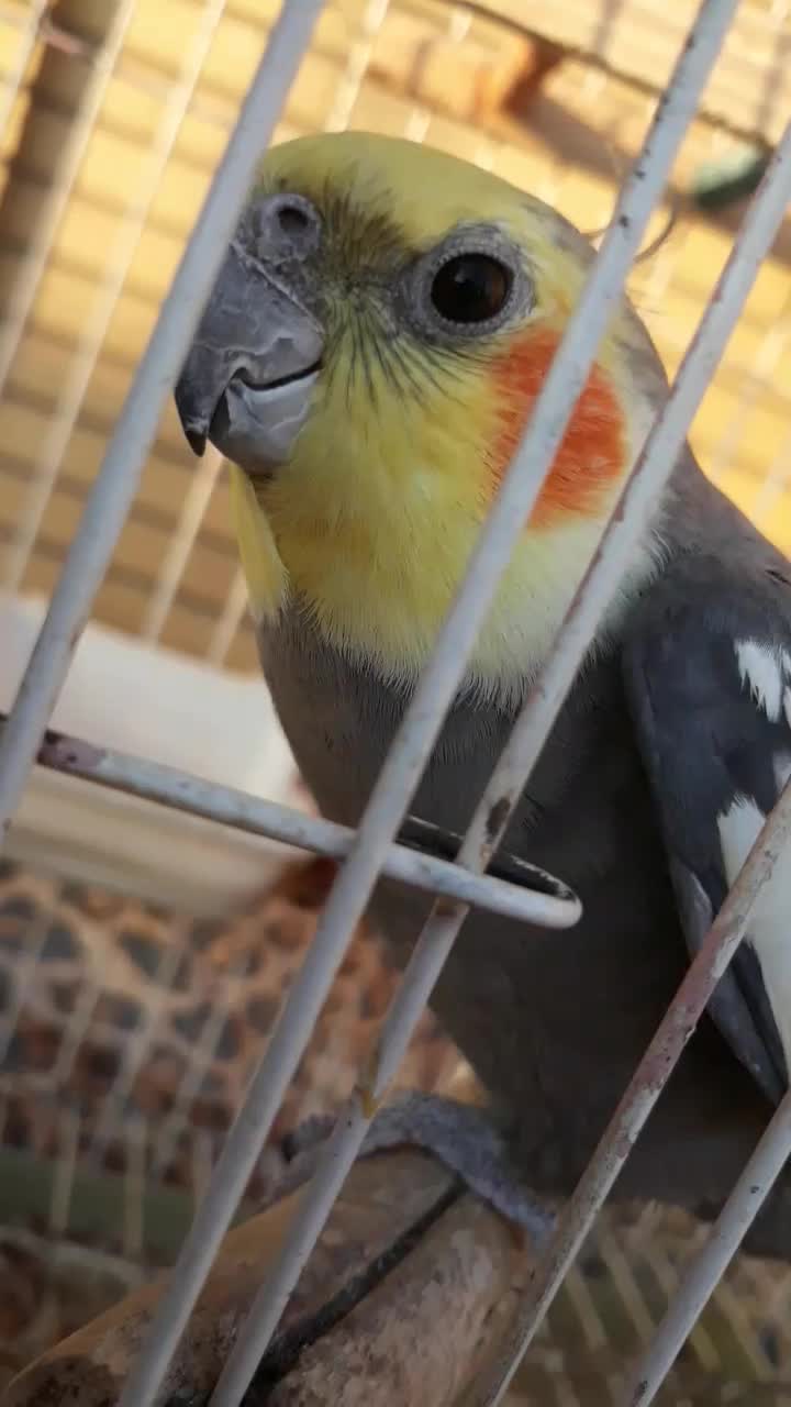 عروس هلندی نر|پرنده|اهواز, بهارستان|دیوار