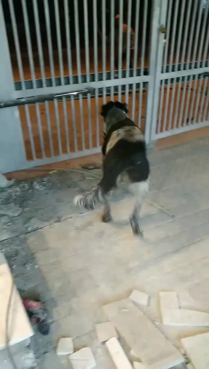 سگ قهدرجانی|سگ|کرج, ساماندهی|دیوار