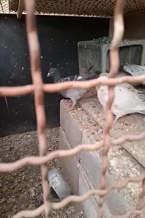 کبوتر جفتکاه|پرنده|مشهد, شهرک صنعتی توس|دیوار