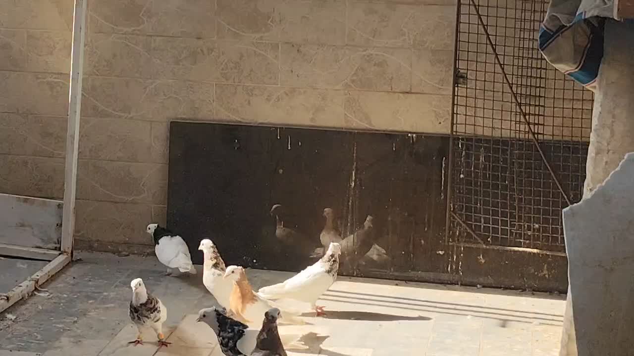 کفتر در بهبهان|پرنده|شیراز, بهارستان|دیوار