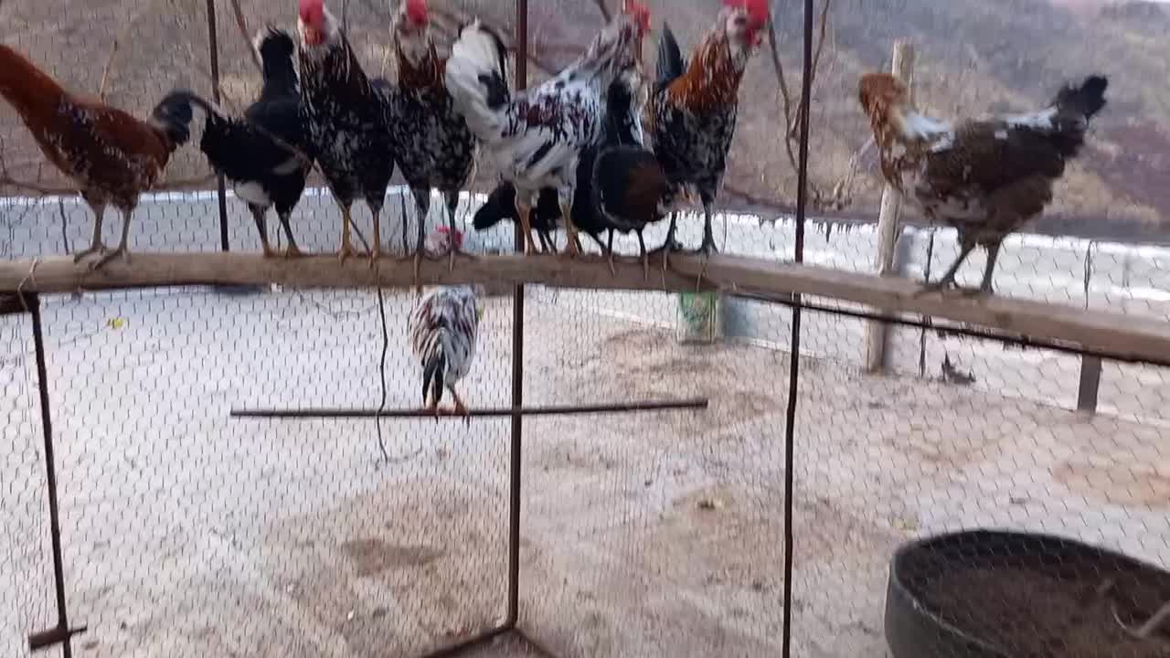 گلین|حیوانات مزرعه|پاوه, |دیوار