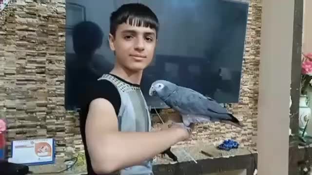 کاسکو سخنگو بدون پرکنی|پرنده|نجف‌آباد, کهریزسنگ|دیوار