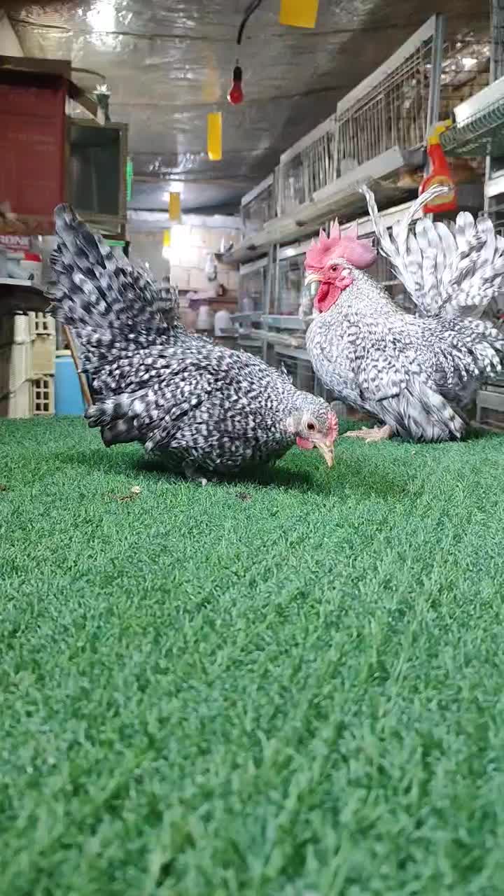 تخم نطفه دار جاپنیز|حیوانات مزرعه|اصفهان, سروستان|دیوار