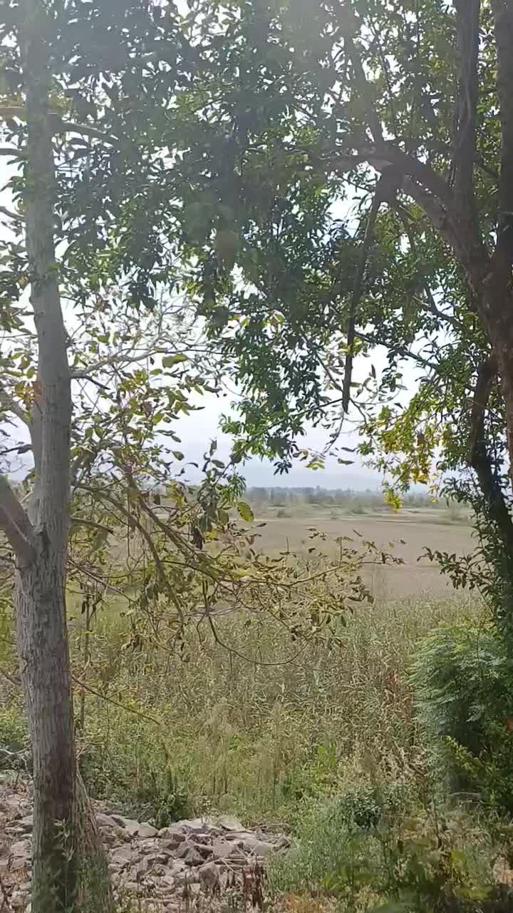 زمین مسکونی۴۰۰ متر/ویو سپیدرود/کنتور برق/سنگر|فروش زمین و ملک کلنگی|رشت, گیل|دیوار