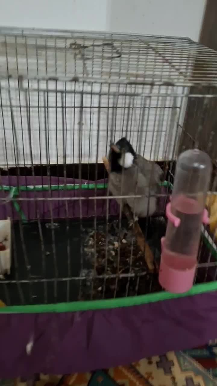 عروس هلندی نر|پرنده|دزفول, |دیوار