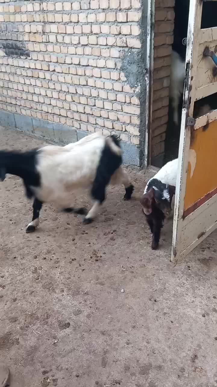 بز و بزغاله|حیوانات مزرعه|دورود, |دیوار